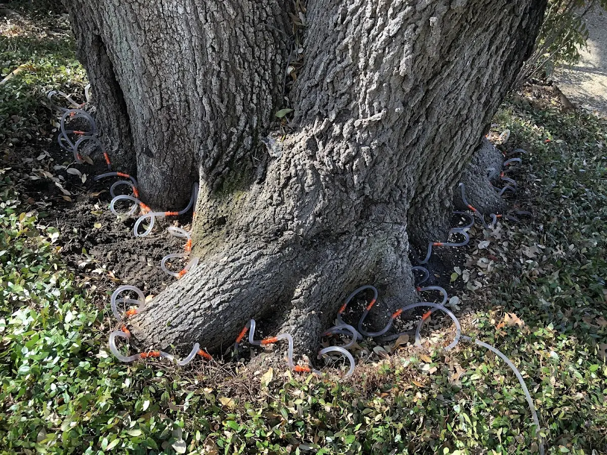 Detailed Tree Cabling and Bracing job site in Gilford