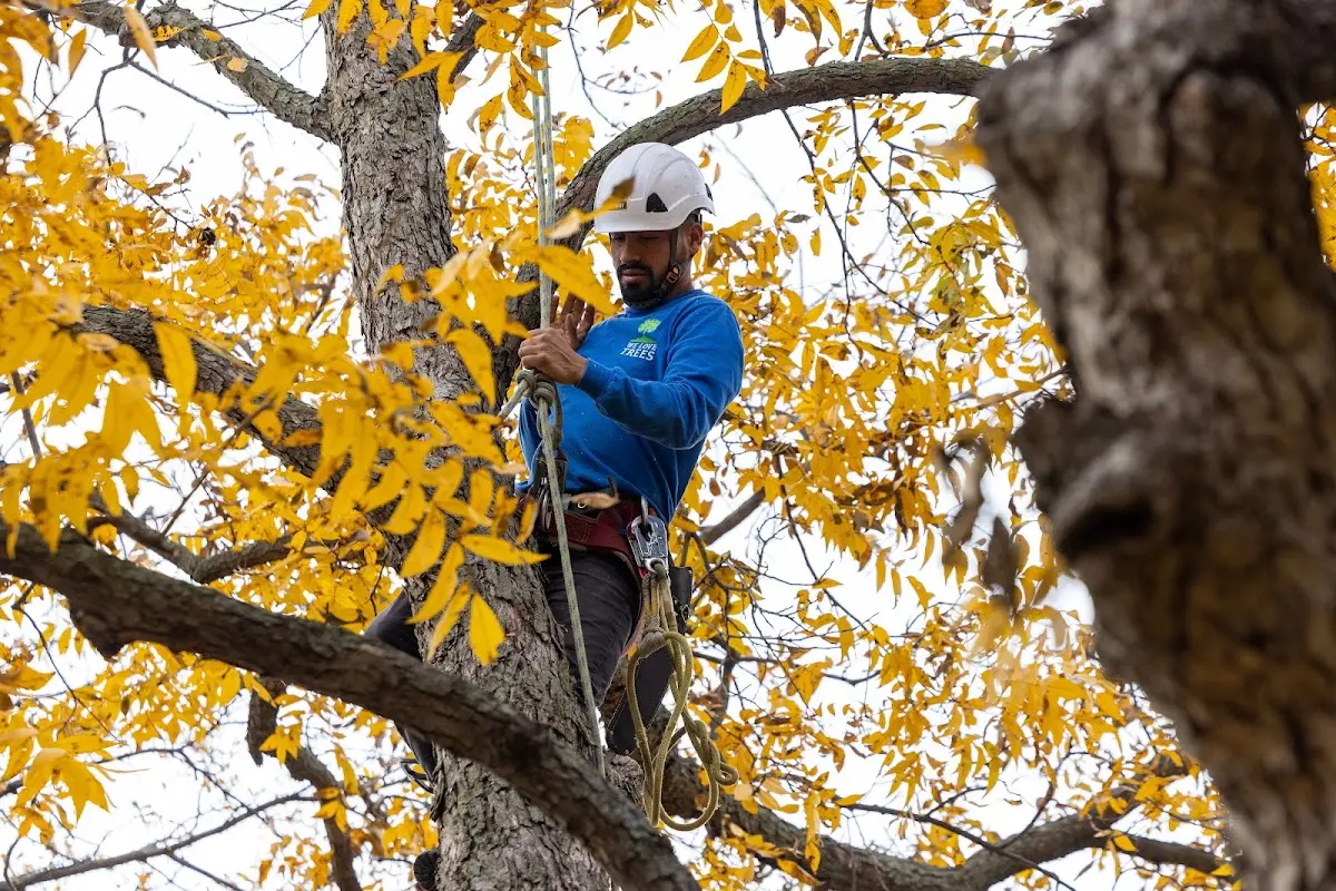 Skilled Tree Planting crew working in Gilford